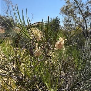 Unidentified Plant at Kalbarri National Park, WA by GG