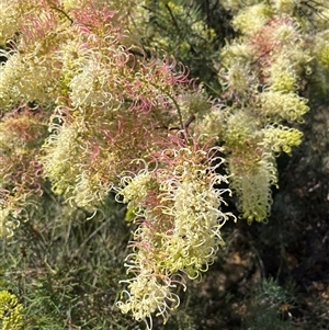 Unidentified Plant at Kalbarri National Park, WA by GG