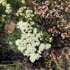 Unverified Plant at Kalbarri National Park, WA - 24 Sep 2024 by GG