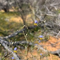 Unverified Plant at Kalbarri National Park, WA - 24 Sep 2024 by GG