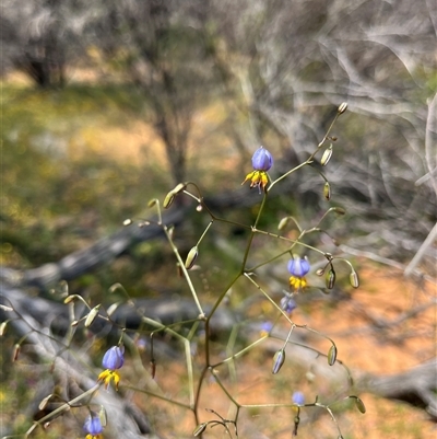 Unverified Plant at Kalbarri National Park, WA - 24 Sep 2024 by GG