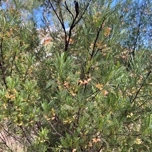 Unidentified Plant at Kalbarri National Park, WA by GG