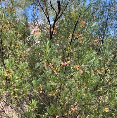 Unverified Plant at Kalbarri National Park, WA - 24 Sep 2024 by GG