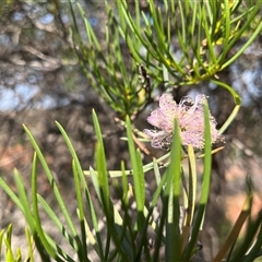 Unidentified Plant at Kalbarri National Park, WA - 23 Sep 2024 by GG