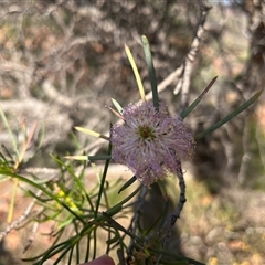 Unidentified at suppressed - 24 Sep 2024