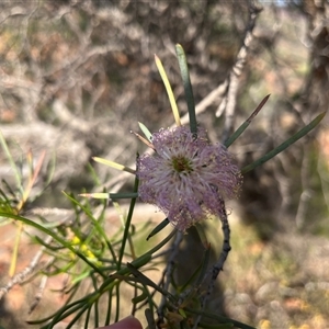 Unidentified at suppressed - 24 Sep 2024