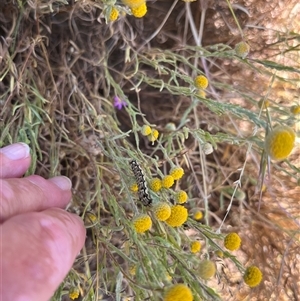 Helicoverpa armigera at Ajana, WA by GG