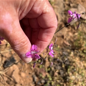 Unidentified Plant at Ajana, WA by GG