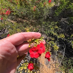 Unidentified Plant at Eurardy, WA by GG