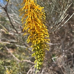 Unidentified Plant at Francois Peron National Park, WA - 22 Sep 2024 by GG