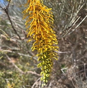 Unidentified Plant at Francois Peron National Park, WA by GG