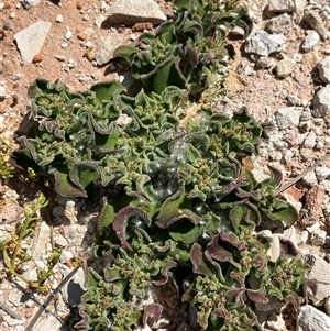 Unidentified Plant at Monkey Mia, WA by GG