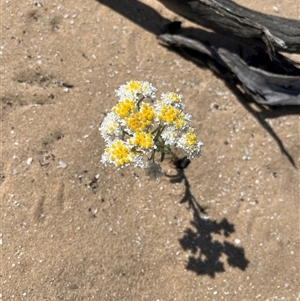 Unidentified Plant at Monkey Mia, WA by GG