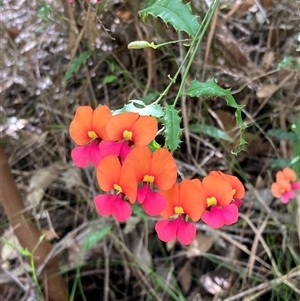 Chorizema ilicifolium at Collins, WA by AnneG1