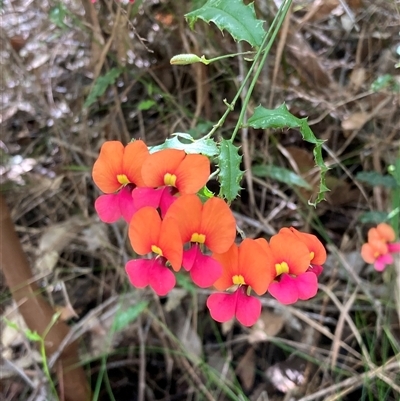 Chorizema ilicifolium (Holly Flame Pea) at Collins, WA - 16 Oct 2024 by AnneG1