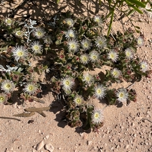 Unidentified Plant at Francois Peron National Park, WA by GG