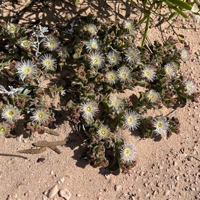 Unverified Plant at Francois Peron National Park, WA - 21 Sep 2024 by GG