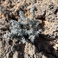 Unverified Plant at Francois Peron National Park, WA - 21 Sep 2024 by GG