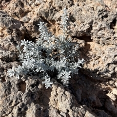 Unidentified Plant at Francois Peron National Park, WA - 21 Sep 2024 by GG