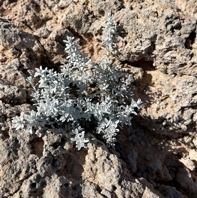 Unverified Plant at Francois Peron National Park, WA - 21 Sep 2024 by GG