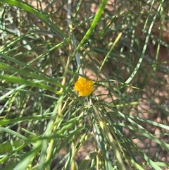 Unidentified Plant at Francois Peron National Park, WA - 21 Sep 2024 by GG