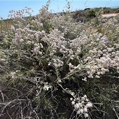 Unidentified Plant at Francois Peron National Park, WA - 21 Sep 2024 by GG