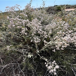 Unidentified Plant at Francois Peron National Park, WA by GG