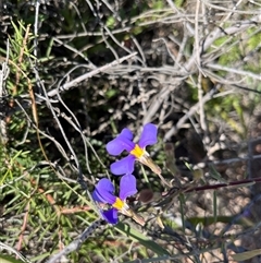 Unidentified Plant at Francois Peron National Park, WA - 21 Sep 2024 by GG