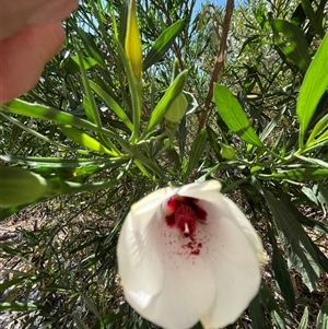 Unidentified Plant at Francois Peron National Park, WA by GG