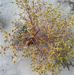 Unidentified Plant at Coral Bay, WA - 20 Sep 2024 by GG