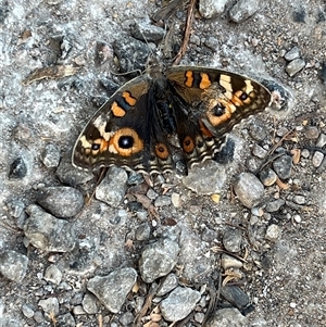 Junonia villida at Exmouth, WA - 18 Sep 2024