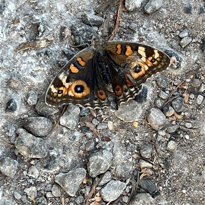 Unidentified Butterfly (Lepidoptera, Rhopalocera) at Exmouth, WA - 18 Sep 2024 by GG