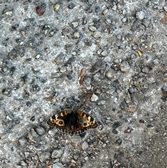 Junonia villida at Exmouth, WA - 18 Sep 2024