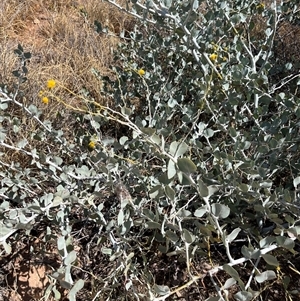 Unidentified Plant at Cape Range National Park, WA by GG