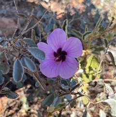 Unidentified Plant at Cape Range National Park, WA - 15 Sep 2024 by GG