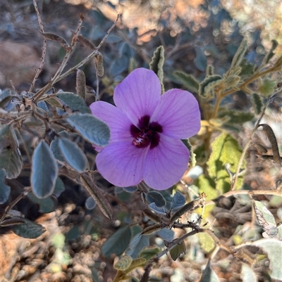 Unidentified Plant at Cape Range National Park, WA - 15 Sep 2024 by GG