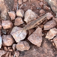 Unidentified Grasshopper, Cricket or Katydid (Orthoptera) at Learmonth, WA - 15 Sep 2024 by GG