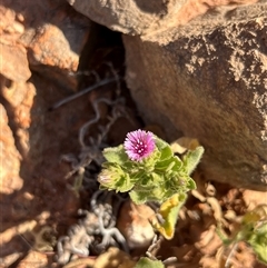 Unidentified Plant at Learmonth, WA - 15 Sep 2024 by GG