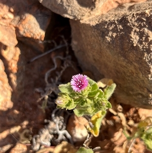 Unidentified Plant at Learmonth, WA by GG