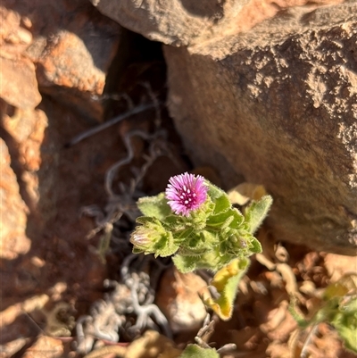 Unverified Plant at Learmonth, WA - 16 Sep 2024 by GG