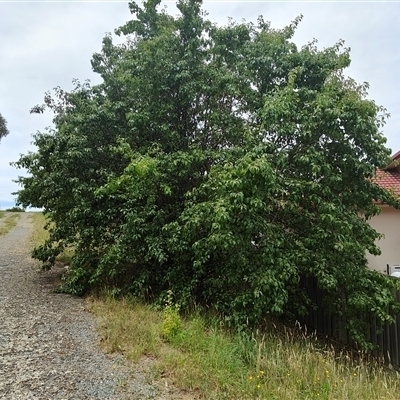 Pyrus sp. (An Ornamental Pear) at Nicholls, ACT - 17 Dec 2024 by ExcitableLights