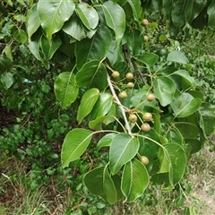 Pyrus sp. at Nicholls, ACT - 17 Dec 2024 01:45 PM