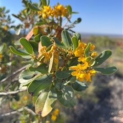 Unidentified Plant at Learmonth, WA - 15 Sep 2024 by GG