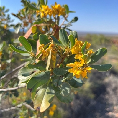 Unidentified Plant at Learmonth, WA - 15 Sep 2024 by GG