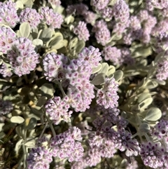 Unidentified Plant at Learmonth, WA - 15 Sep 2024 by GG