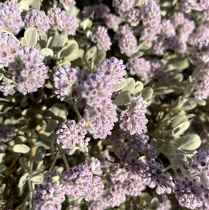 Unidentified Plant at Learmonth, WA by GG