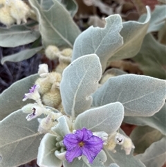 Unidentified Plant at Learmonth, WA - 15 Sep 2024 by GG