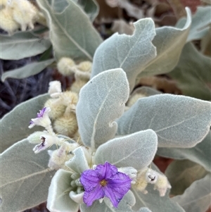 Unidentified Plant at Learmonth, WA by GG