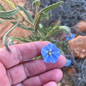 Unidentified Plant at Learmonth, WA by GG