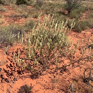 Unidentified Plant at Lyndon, WA by GG